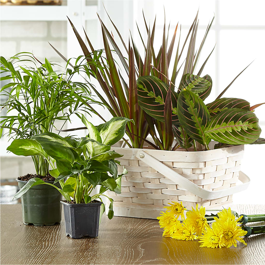 Florist Designed Blooming and Green Plants in a Basket – Fred Meyer, Portland OR