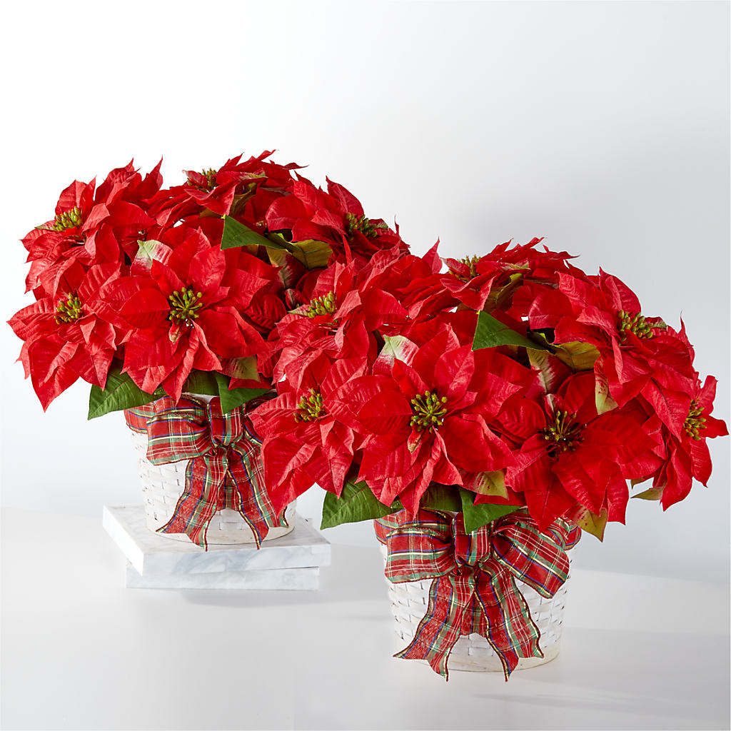 Happiest Holidays Poinsettia Bundle – Fred Meyer, Portland OR