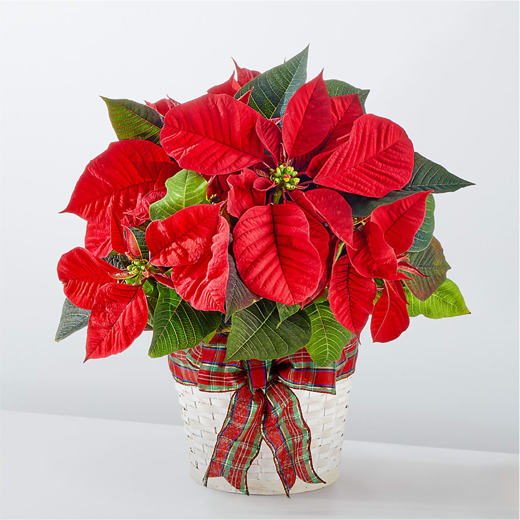 Happiest Holidays Poinsettia – Fred Meyer, Portland OR