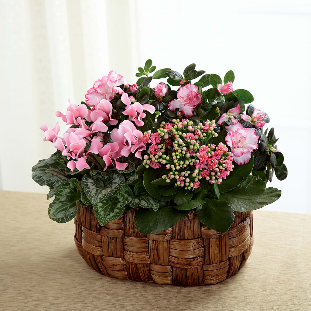 Pink Assortment – Fred Meyer, Portland OR