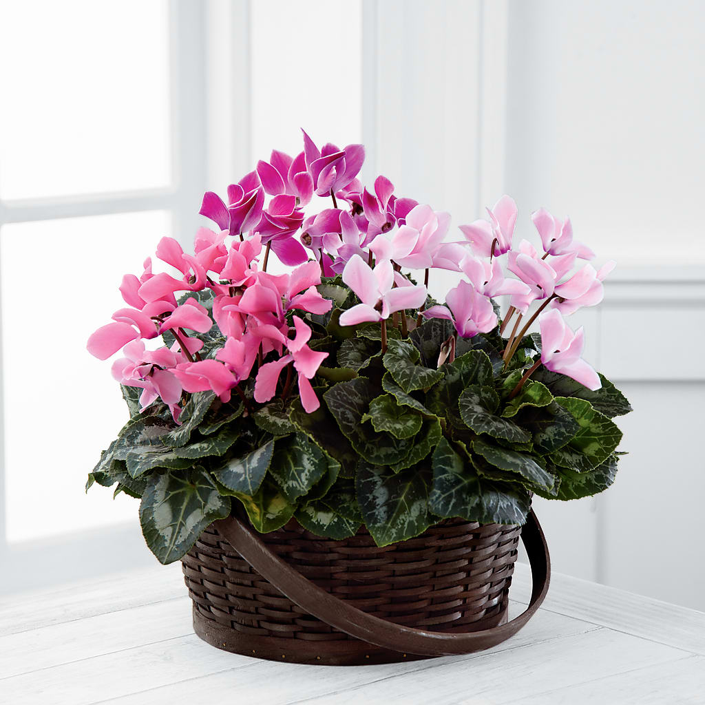 Mixed Cyclamen Planter – Fred Meyer, Portland OR