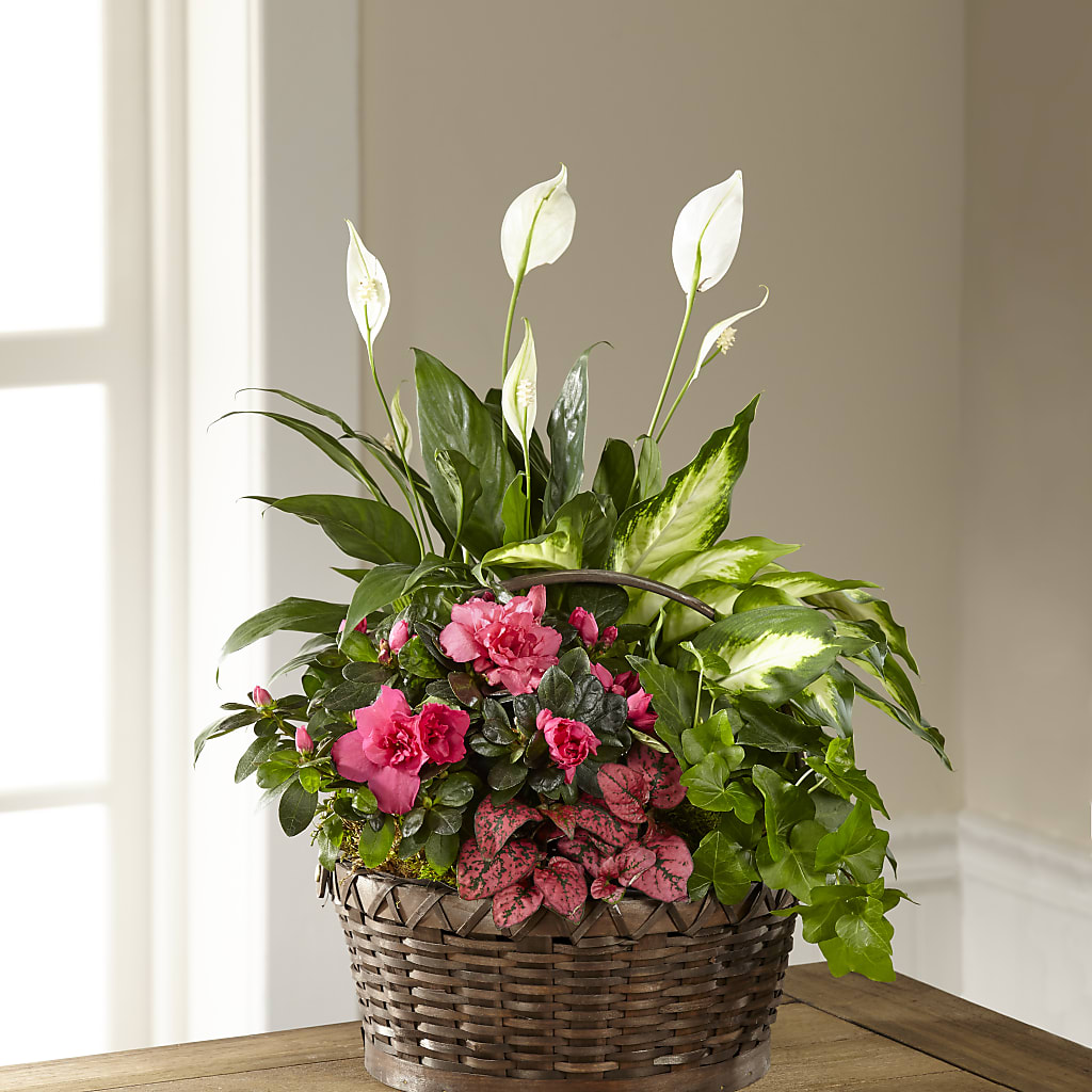 Dream in Pink Dishgarden – Fred Meyer, Portland OR