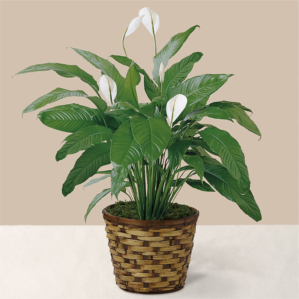 Tranquil Moments Peace Lily Plant – Fred Meyer, Portland OR