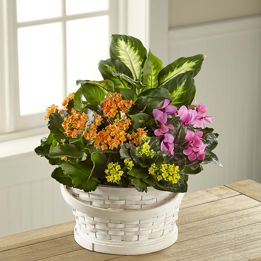Color Crush Dishgarden – Fred Meyer, Portland OR