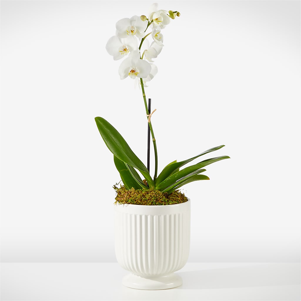 Whispering White Orchid – Fred Meyer, Portland OR