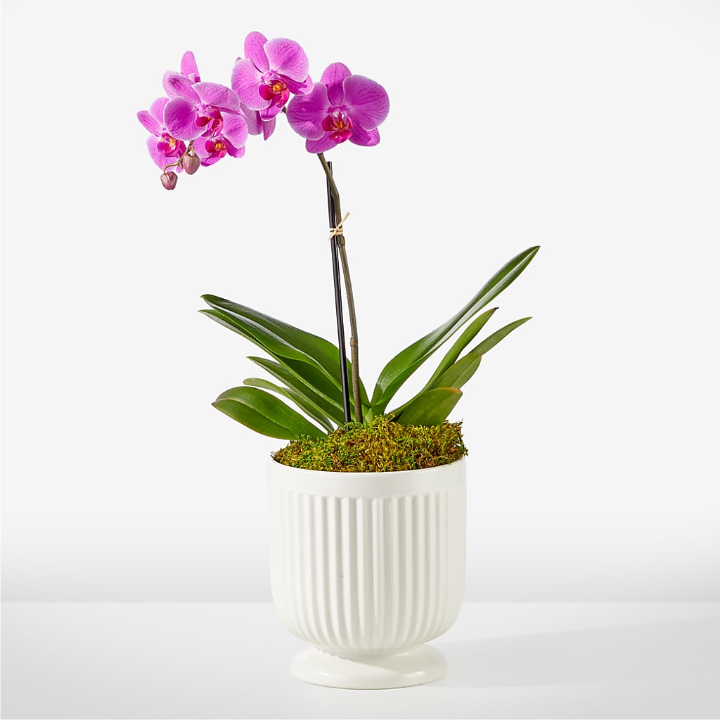 Friendly Fuchsia Orchid – Fred Meyer, Portland OR