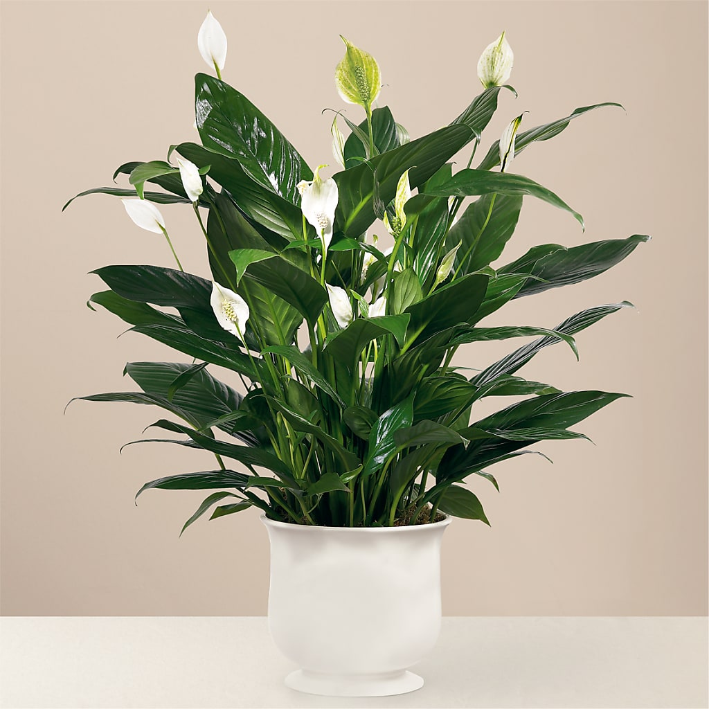 Comfort Planter – Fred Meyer, Portland OR