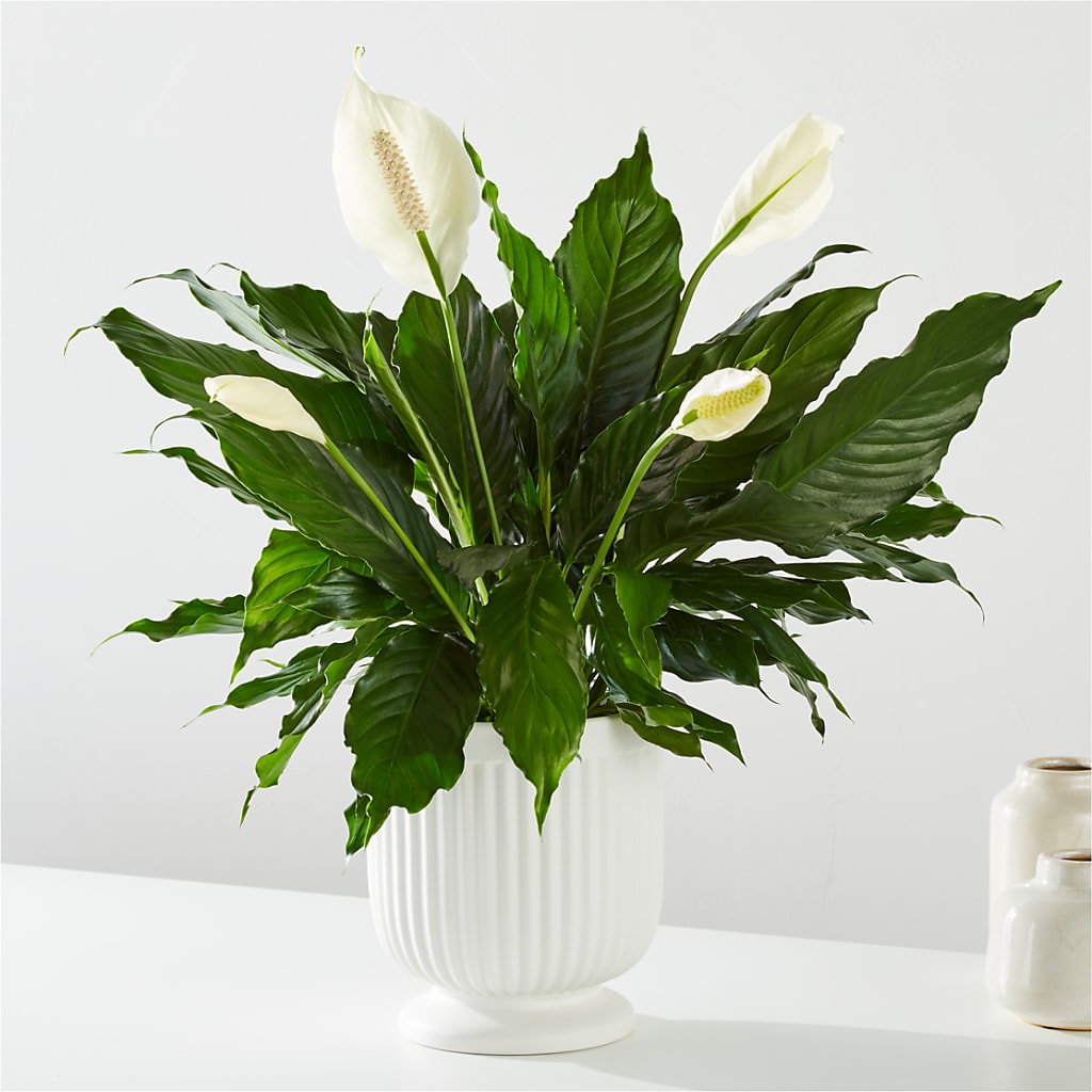 Comfort Planter – Fred Meyer, Portland OR
