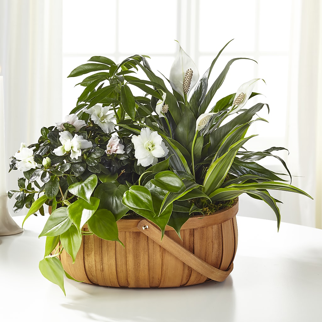 Serene Dishgarden – Fred Meyer, Portland OR