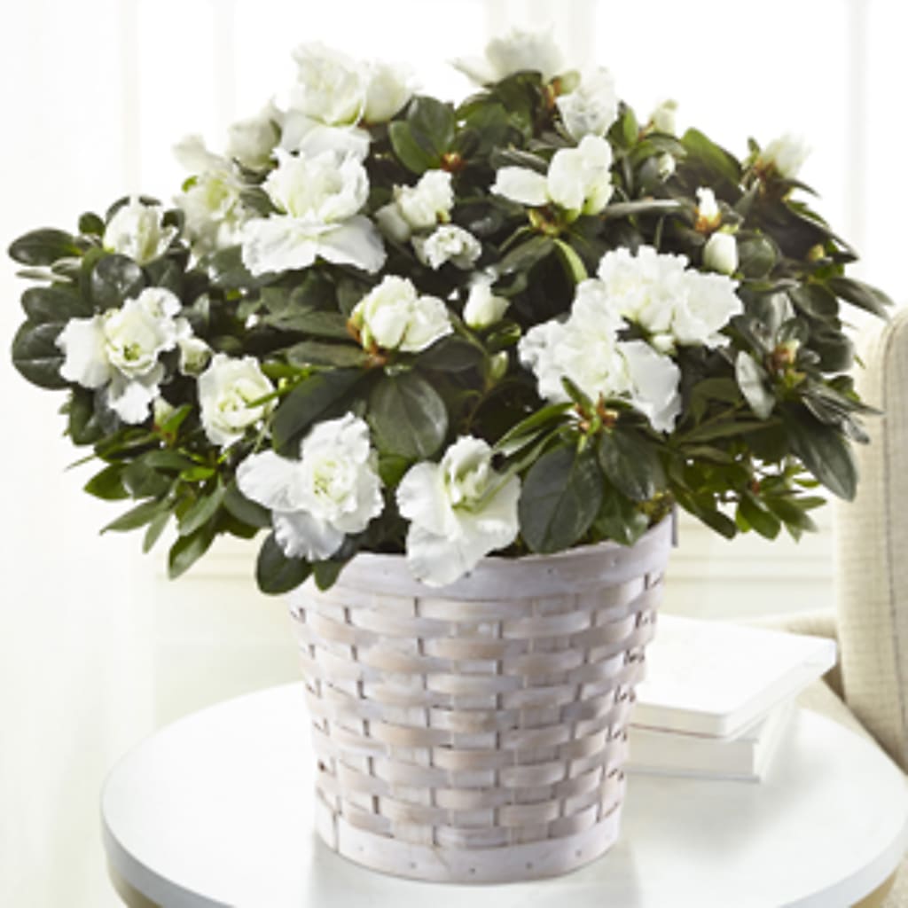 White Azalea Plant – Fred Meyer, Portland OR