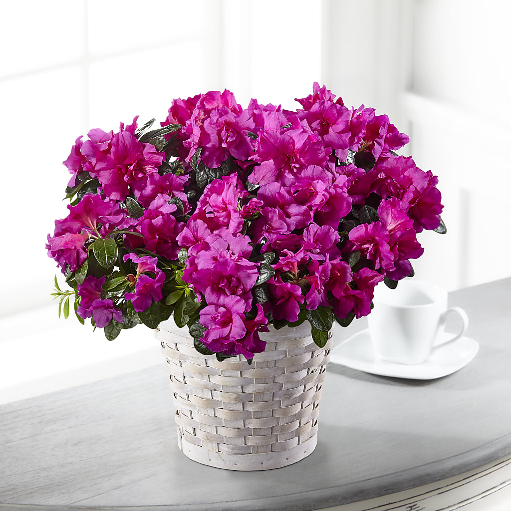 Hope & Serenity Azalea Plant – Fred Meyer, Portland OR