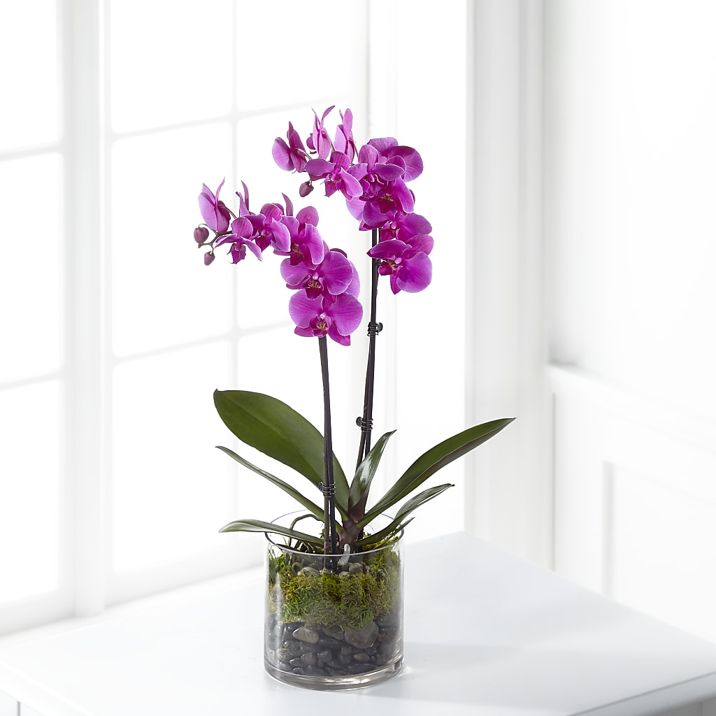 Pink Orchid Plant – Fred Meyer, Portland OR