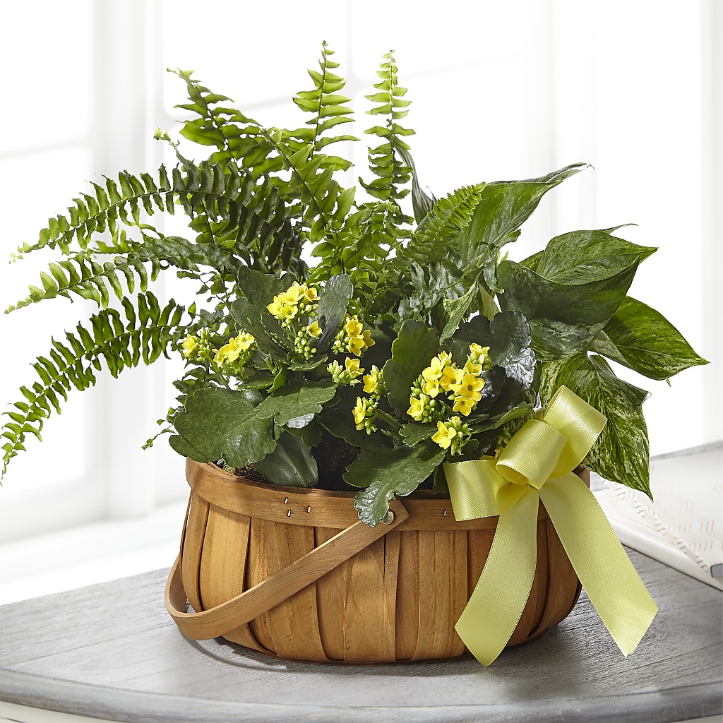 Always Dear Dishgarden – Fred Meyer, Portland OR