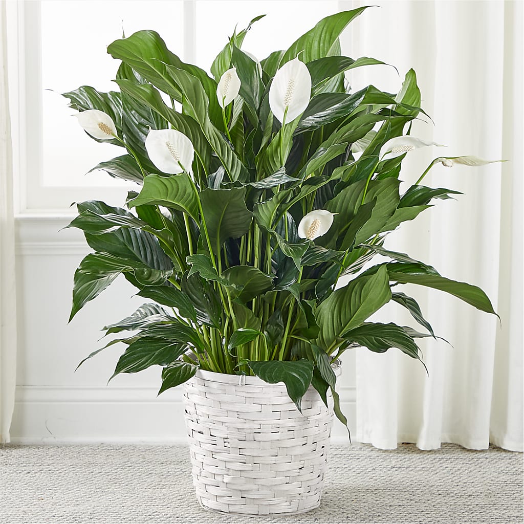 A New Leaf Peace Lily – Fred Meyer, Portland OR