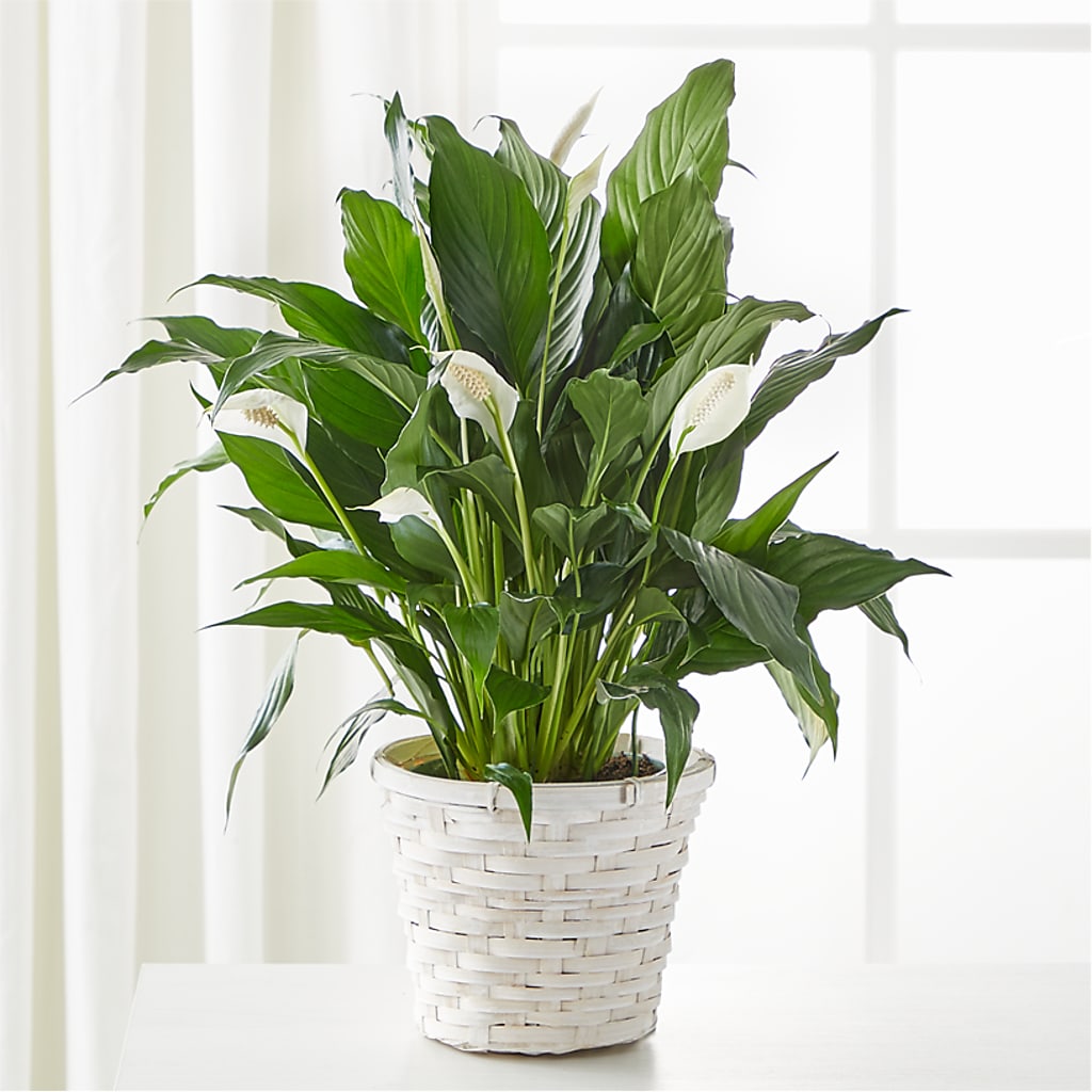 A New Leaf Peace Lily – Fred Meyer, Portland OR