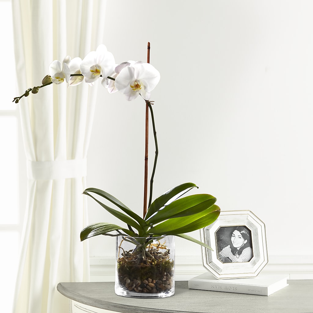 White Orchid Planter – Fred Meyer, Portland OR