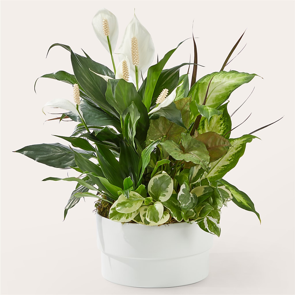 Radiating Positivity Dishgarden – Fred Meyer, Portland OR