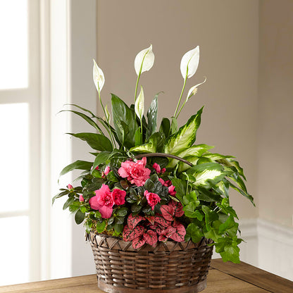 Dream in Pink Dishgarden –  Fred Meyer, Portland OR