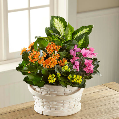 Color Crush Dishgarden –  Fred Meyer, Portland OR