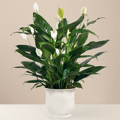 Comfort Planter –  Fred Meyer, Portland OR