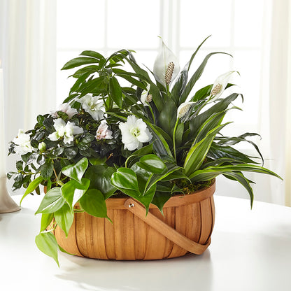 Serene Dishgarden –  Fred Meyer, Portland OR