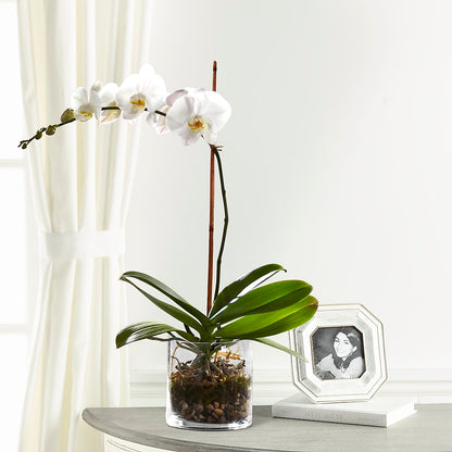 White Orchid Planter –  Fred Meyer, Portland OR