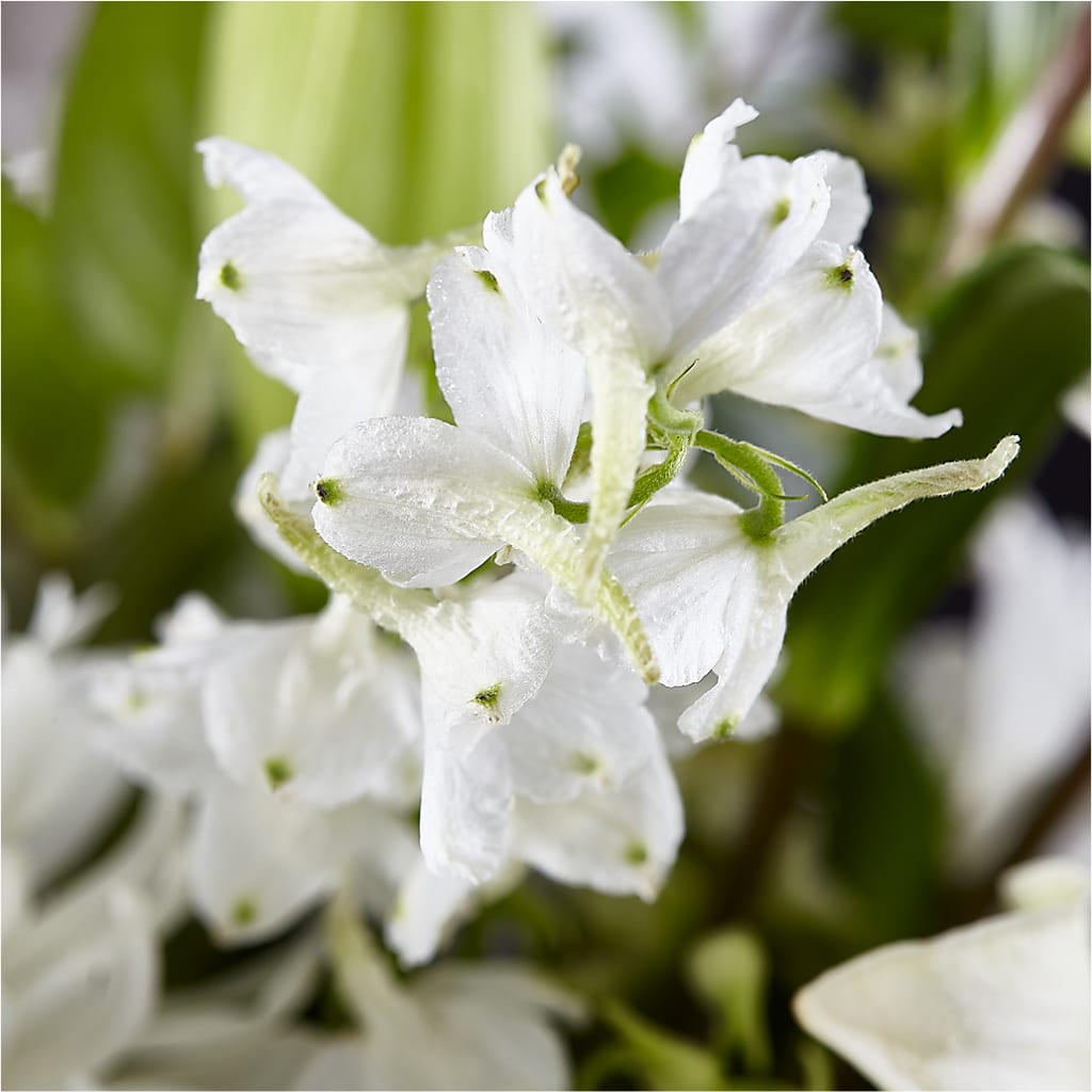 Classic Ivory – A Florist Original –  Fred Meyer, Portland OR